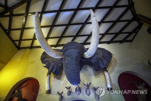 짐바브웨 '코끼리 넘쳐나' 33년만에 대량도살 검토
