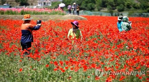경남 하동 북천 꽃양귀비 볼거리 넘어 식품산업화 길 열어