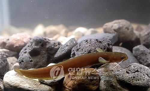 강원도, 토종 민물고기 '미유기' 인공종자 20만마리 방류