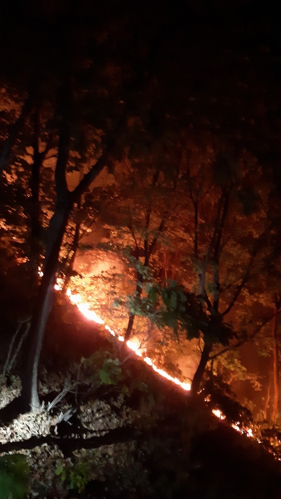 충주 계명산서 불…"담뱃불 실화 추정"