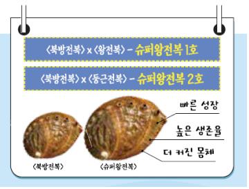 슈퍼왕전복 종자로 매출 19억원…해양수산과학기술 성과 발간