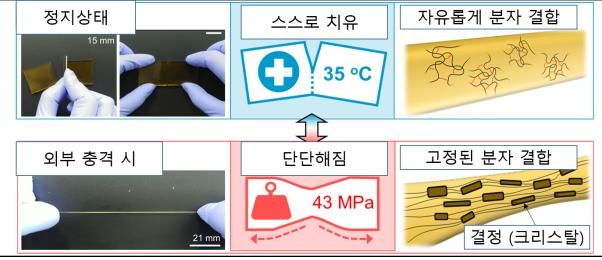 고체·젤리 상태 오가는 '세계 최고 강도' 자가치유 신소재 개발