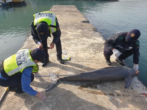 '웃는 돌고래' 상괭이 연평균 800마리 폐사…사체 부검 시범연구