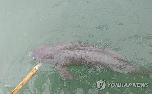 '웃는 돌고래' 상괭이 연평균 800마리 폐사…사체 부검 시범연구