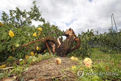 전북도, '여름철 재난 대비' 비상 근무체제 돌입