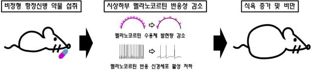 KAIST, 비정형 항정신병 약물이 비만 일으키는 기제 밝혀