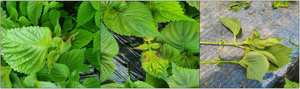 옥천 농가 2곳 신품종 깻잎 변색 등 피해…원인균 확인 나서