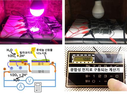 시금치 추출물 이용해 빛과 물만으로 전기 생산하는 전지 개발