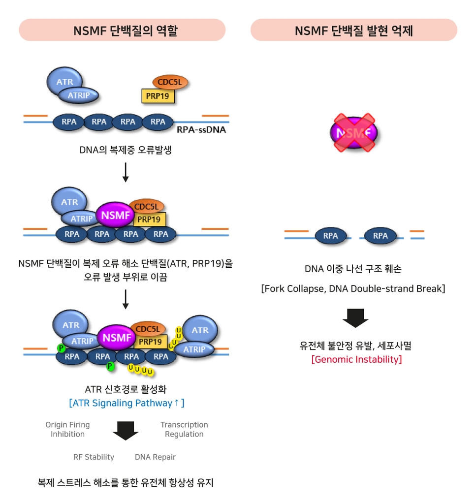 DNA 복제 스트레스 해소해 암세포 증식 돕는 단백질 발견