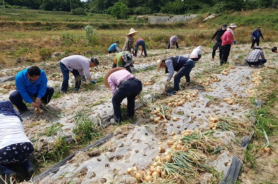 나주시, 6월까지 읍면동 농촌 일손돕기 창구 운영