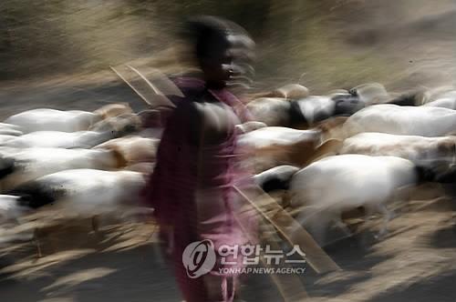 케냐 유목민들, 가축 지키려 무기 구매에 허리 부러진다
