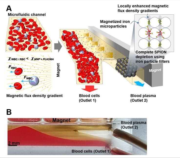 UNIST, 자석 하나로 혈액에서 혈장 분리하는 기술 개발