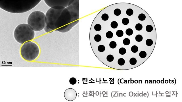 괭생이모자반에서 세균·곰팡이 억제하는 나노복합체 개발