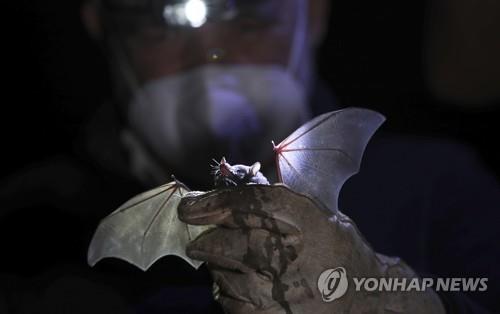 "중국, 박쥐똥 청소부 사망 은폐"…우한연구소 기원설은 진행형