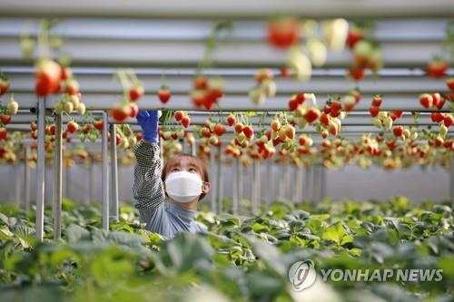 임실군, 연소득 3천만원 이상 농민 1천명 육성 '푸드 플랜' 수립