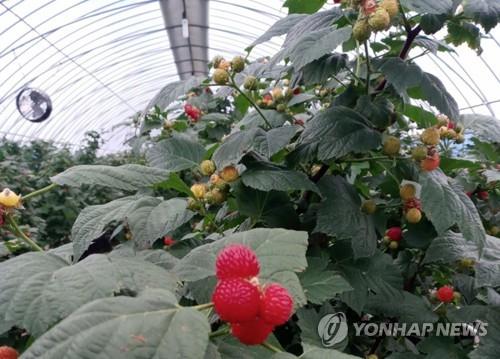 작황 부진에 코로나19까지…포항 산딸기축제 못해