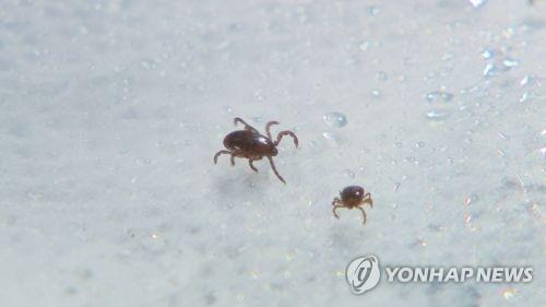 광주 도심 공원 잔디밭, 야생 진드기로부터 안전