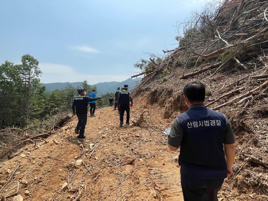 다음 달 산림보호 지역 내 불법 벌채행위 집중 단속