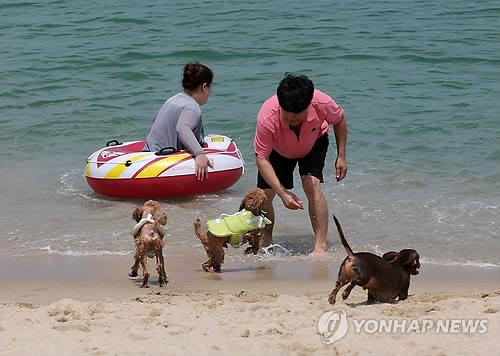 해변 반려동물 보호소 요청에 강릉시장 "민간 밥그릇 뺏는 것"