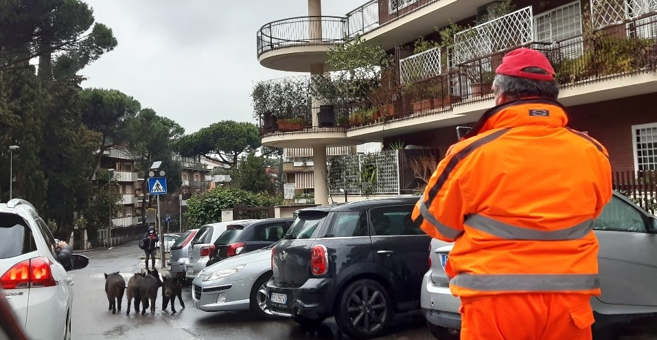 [사진톡톡] 로마 도로 점거한 멧돼지 떼…불안에 떠는 시민들