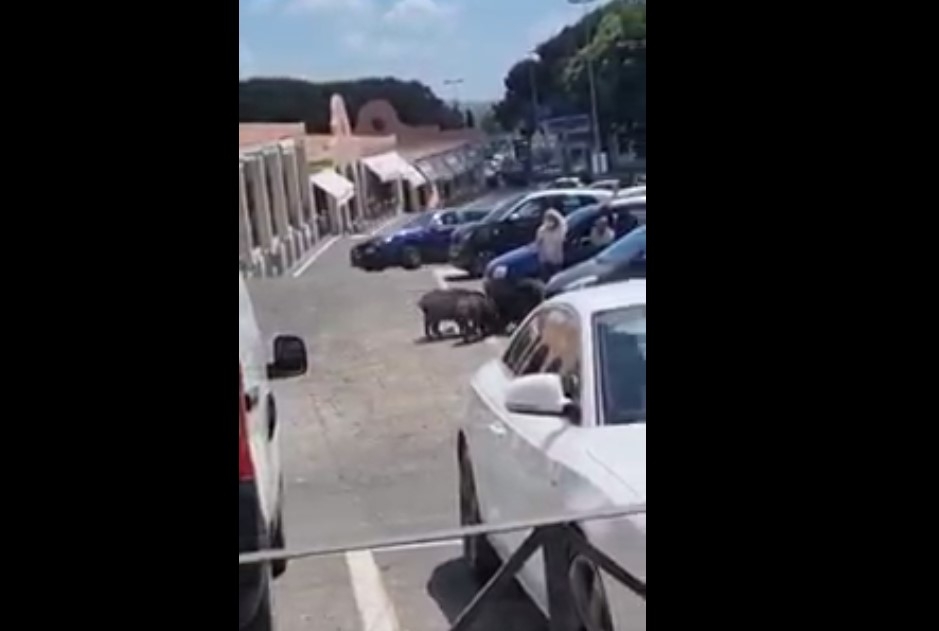 [사진톡톡] 로마 도로 점거한 멧돼지 떼…불안에 떠는 시민들