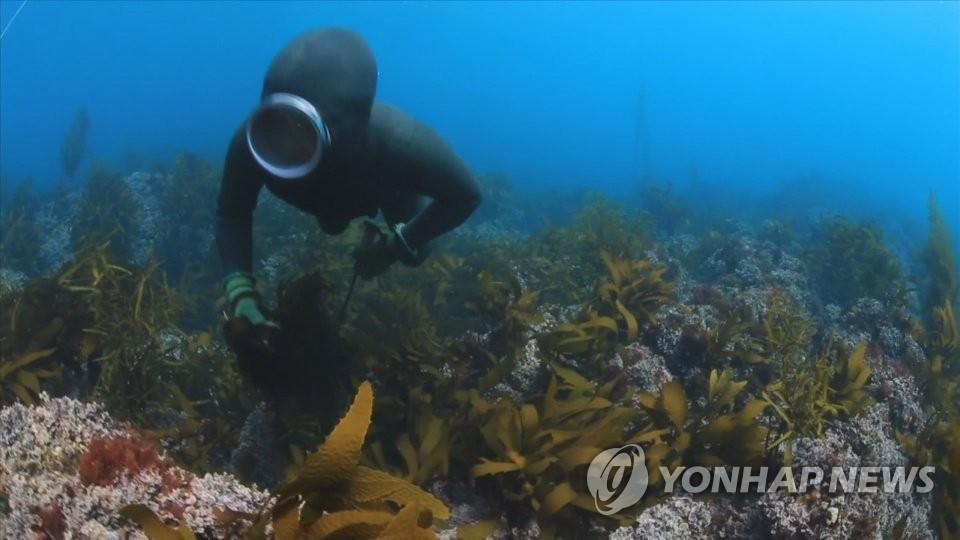 해산물 채취 바다 나섰던 고령 해녀 숨진 채 발견