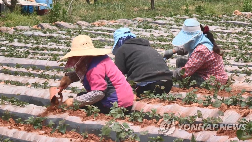 "농사 포기해야 할판" 일손부족·농자재값 인상에 농민들 '한숨'