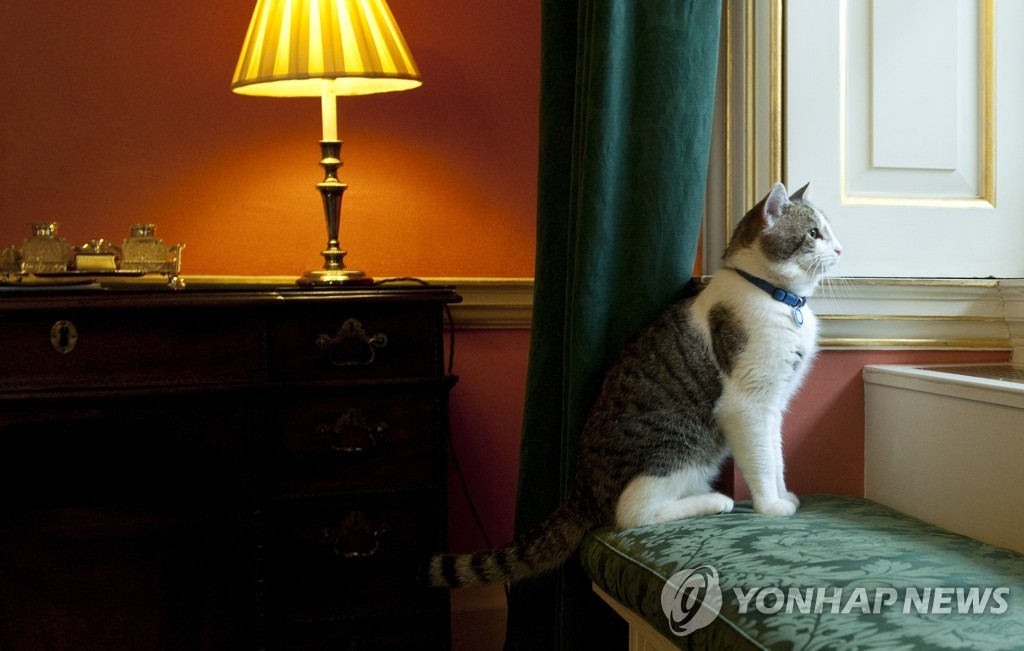 바이든 '고양이 집사' 된다…'퍼스트캣' 백악관 입성 준비(종합)