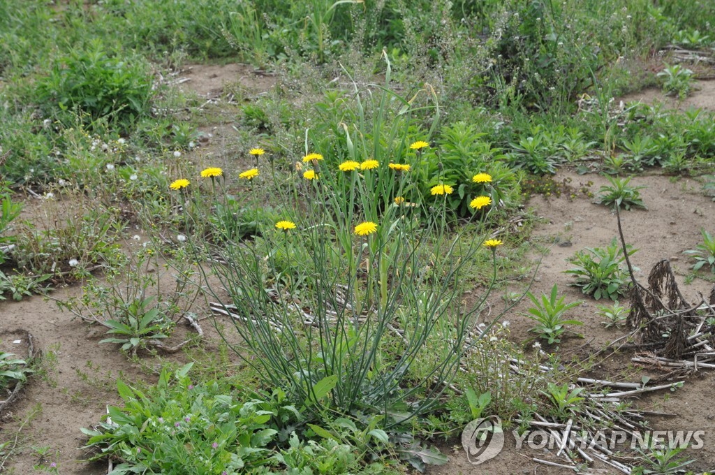 부안군, 가시박·서양금혼초 등 '생태계교란생물' 퇴치