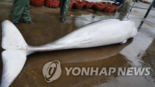 길이 6m 밍크고래 인천 해상서 그물에 걸려 죽은 채 발견