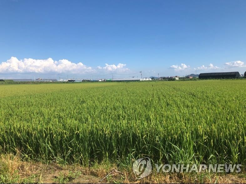 '우렁이가 짓는 쌀농사' 고창군 우렁이 농법 82개 생산단지 참여