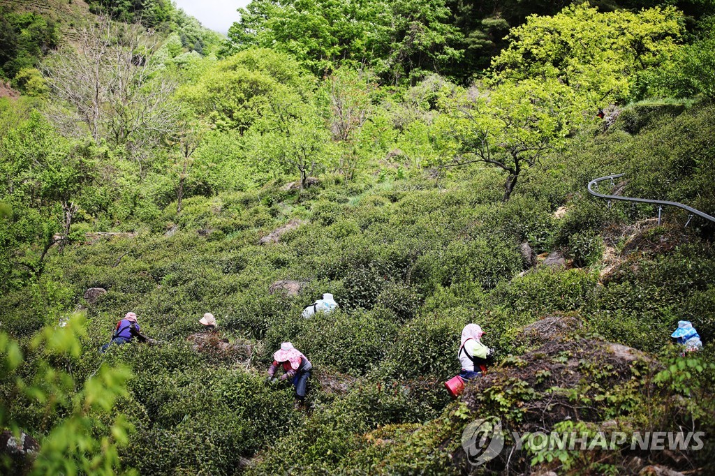 "명품 하동 야생차로 건강·여유 선물하세요"…특별할인 판매