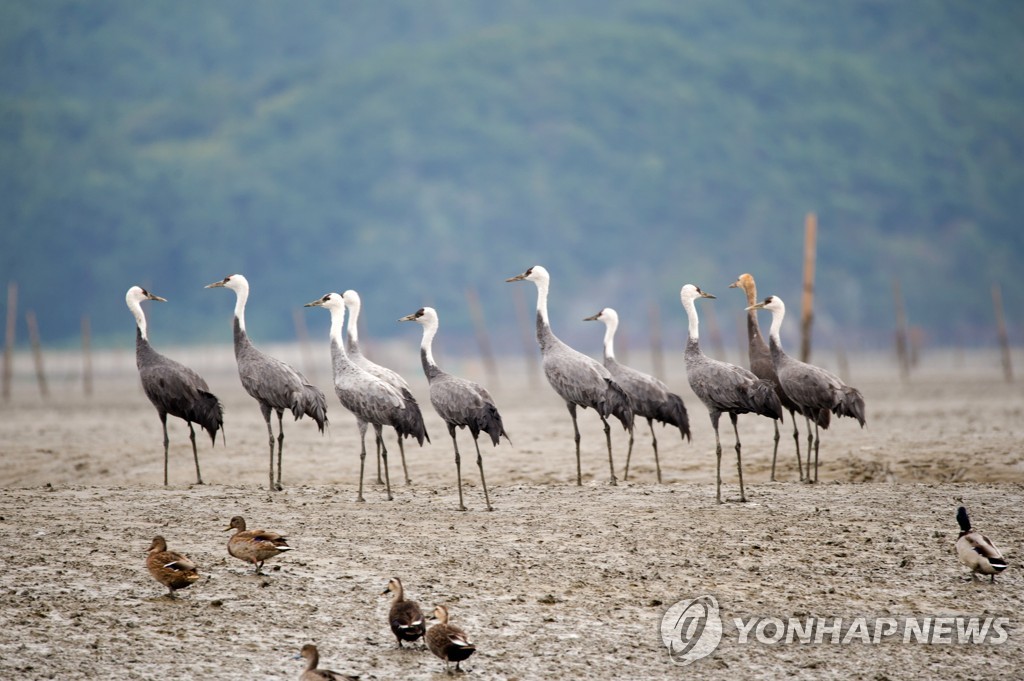 해수부, '2050년 온실가스 100만t 이상 블루카본으로 흡수' 추진