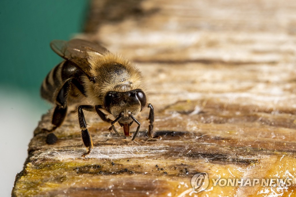 꿀벌 훈련해 코로나 탐지…"저개발국에 도움 될 수도"