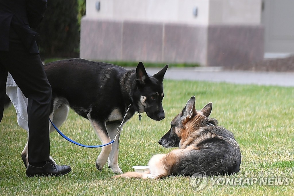 바이든 '고양이 집사' 된다…'퍼스트캣' 백악관 입성 준비(종합)