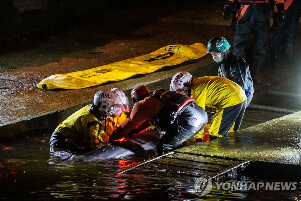 [사진톡톡] 런던 템스강 올라왔다가 구조된 어린 밍크고래