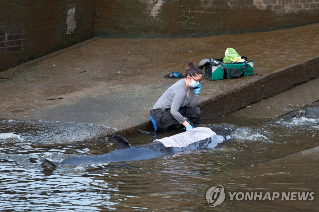 [사진톡톡] 런던 템스강 올라왔다가 구조된 어린 밍크고래