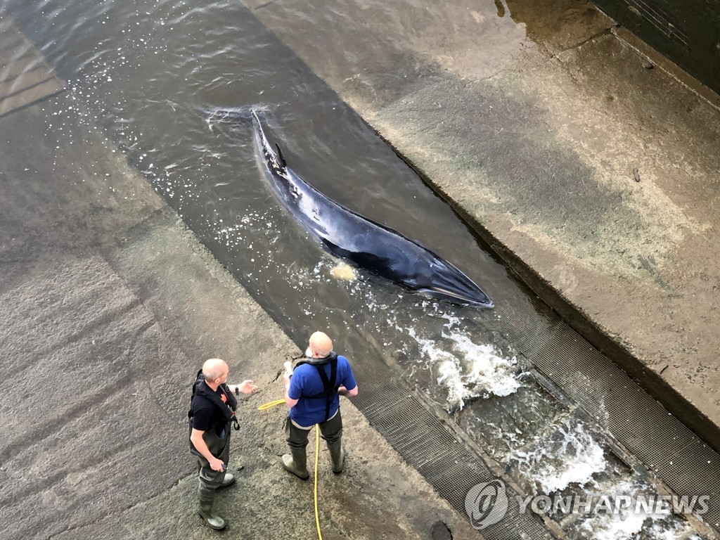 [사진톡톡] 런던 템스강 올라왔다가 구조된 어린 밍크고래