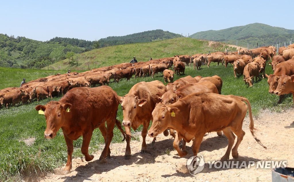 강원농기원 AI·빅데이터 기반 한우 성장 예측 모델 개발 추진