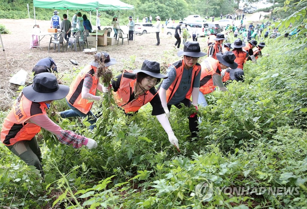 양구군 DMZ 내 가시박 등 생태 교란 식물 제거 추진