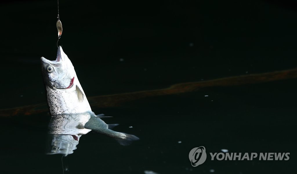 "산천어 명품화하겠다" 화천군 속여 7억여원 타낸 영농인 '실형'