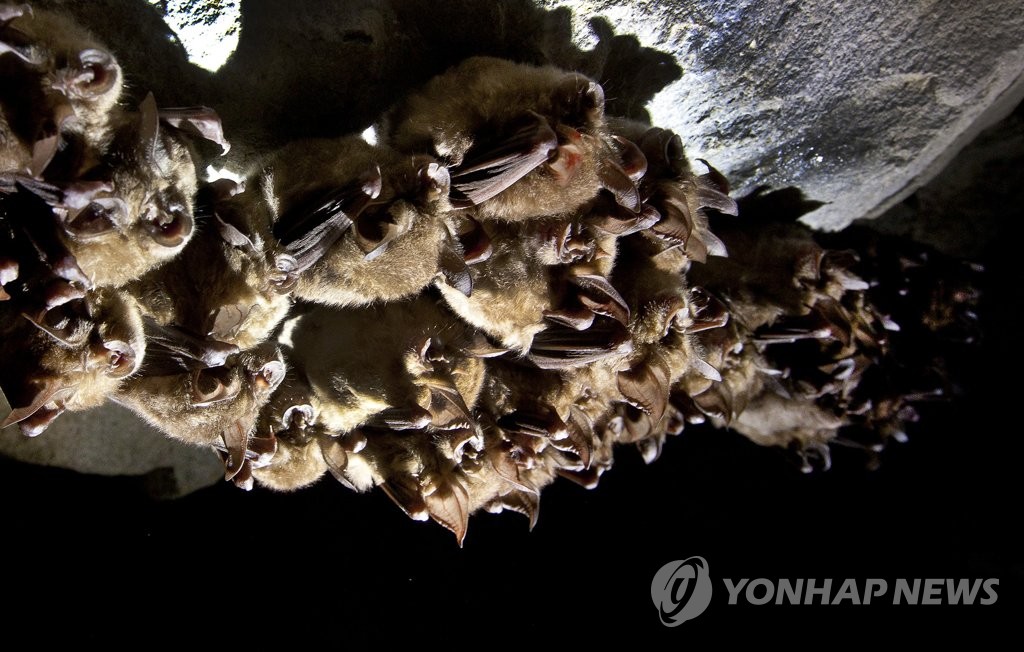 인도발 여객기서 박쥐 날아다녀 승객들 기겁…긴급 회항