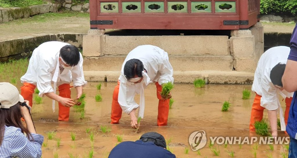 [문화소식] 창덕궁 청의정서 24일 모내기 행사