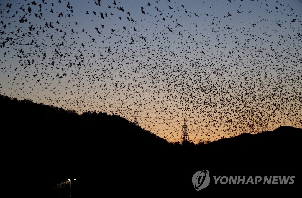 울산 세계적 철새 도시 인증…태화강 '국제철새이동경로' 등재