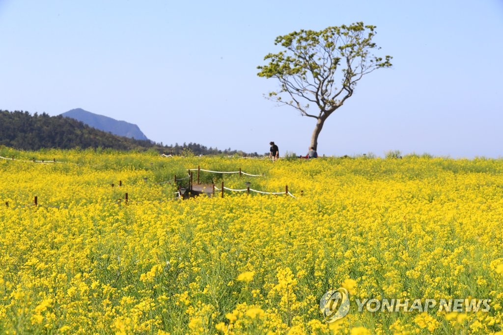 [줌in제주] 제주 관광객 벌써 100만…코로나 이후에도 몰릴까?