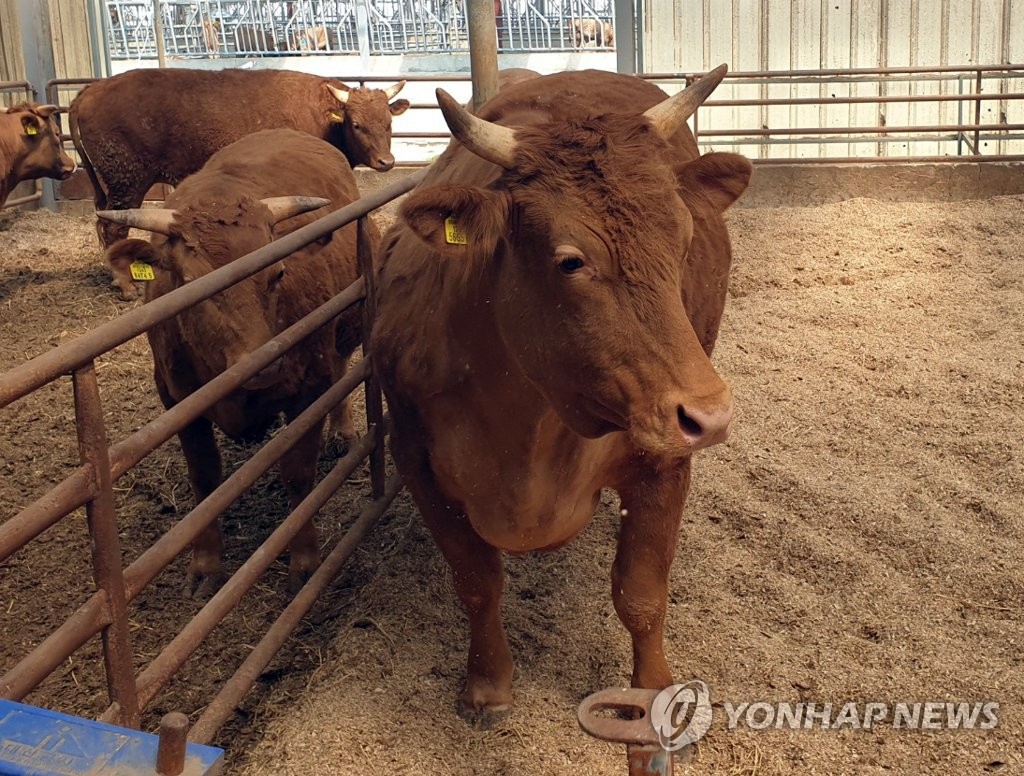 함평 가축시장 한우 경매, 전남도내서 가장 활발