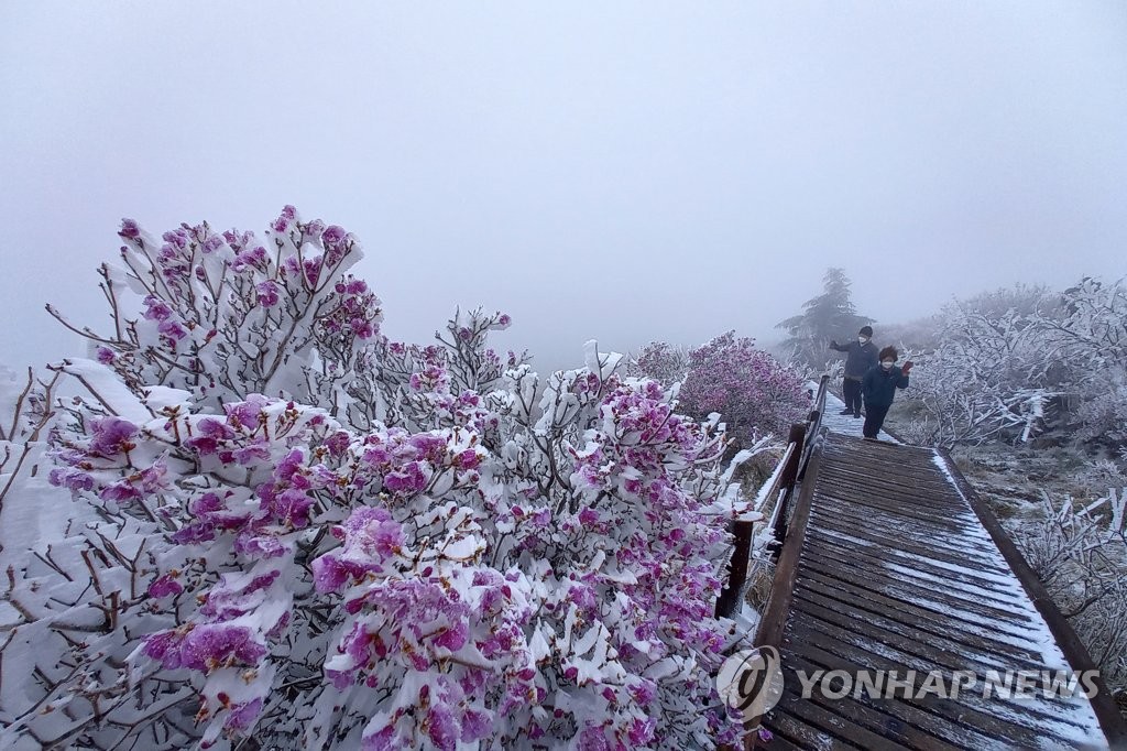 [픽! 구례] 5월 지리산 노고단에 '눈꽃'