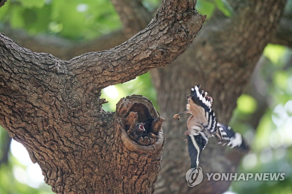 경주 황성공원에 어김없이 찾아온 후투티…새끼 키우는 중