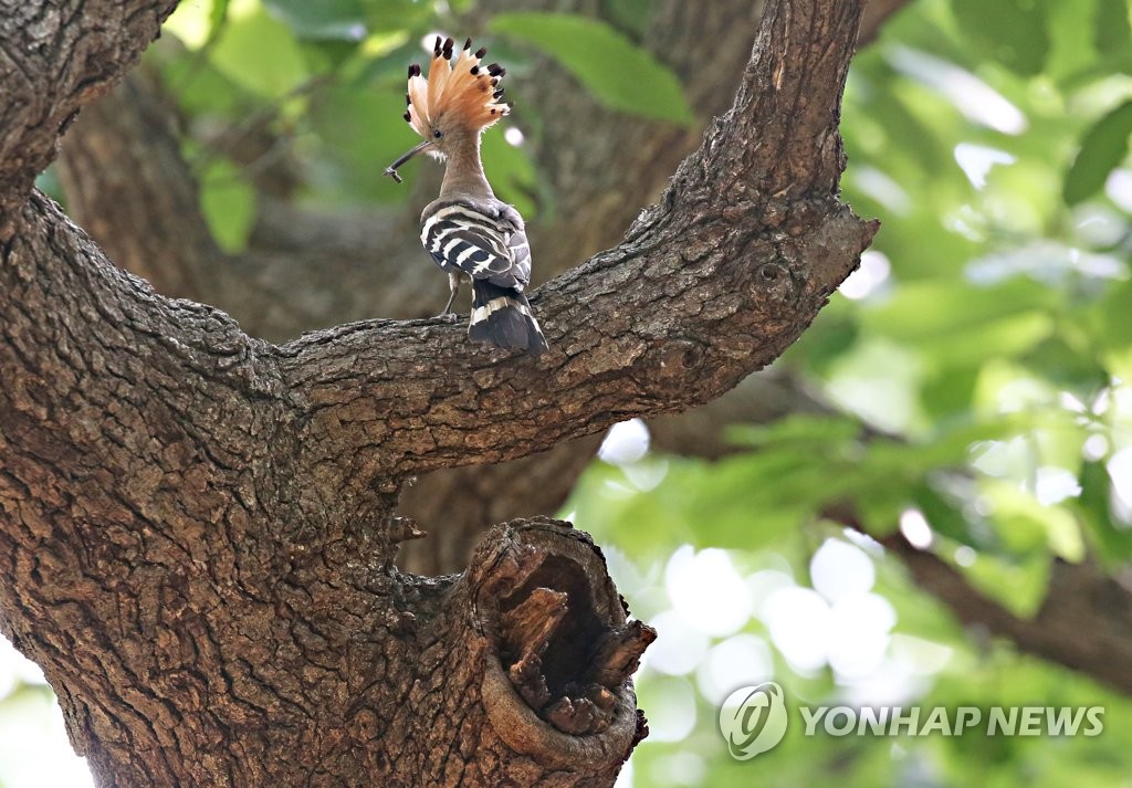 경주 황성공원에 어김없이 찾아온 후투티…새끼 키우는 중