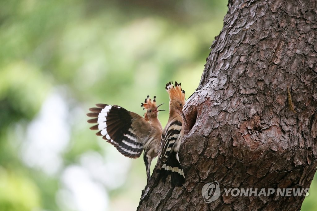 경주 황성공원에 어김없이 찾아온 후투티…새끼 키우는 중